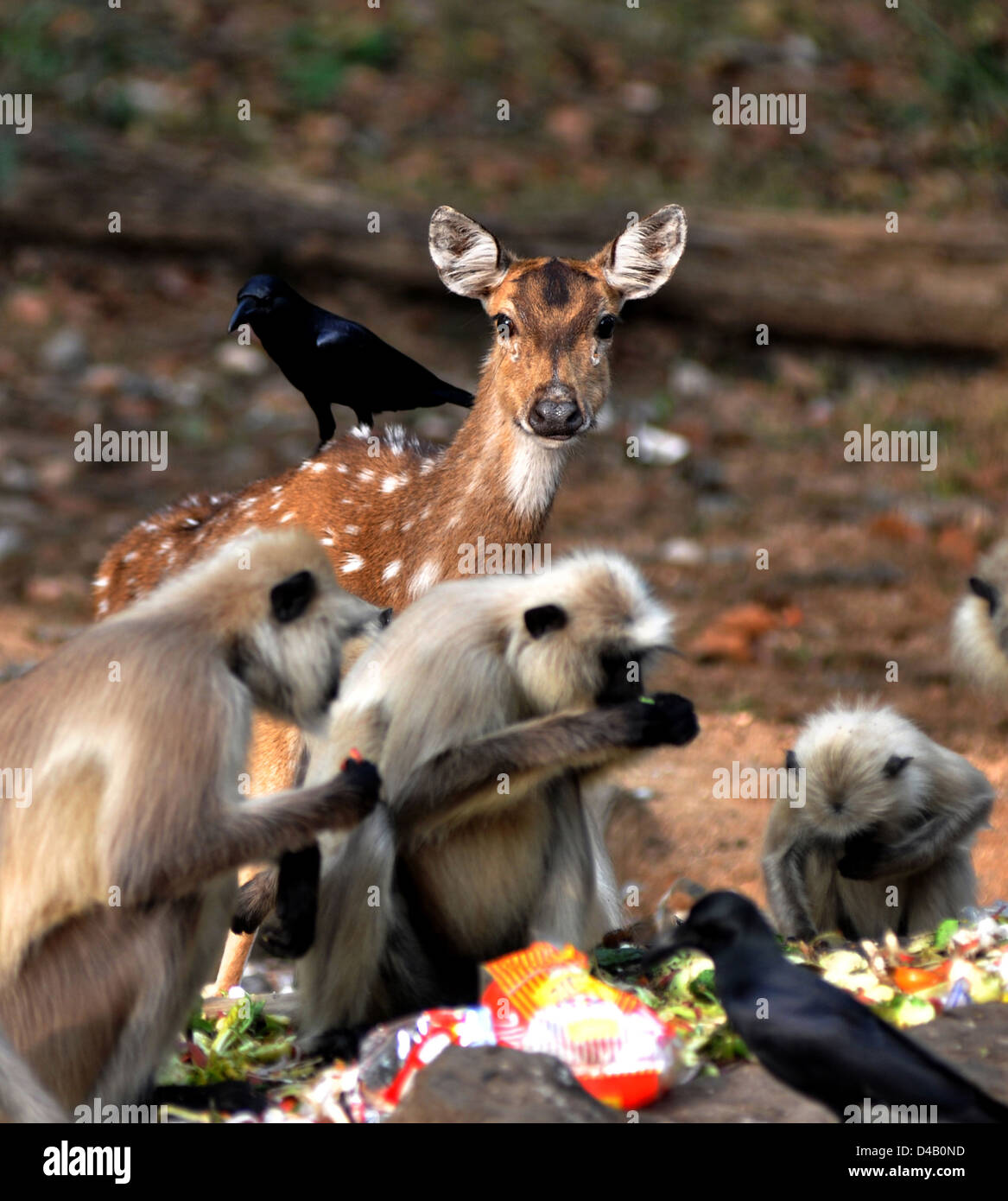 Getuftete grauen Languren (Semnopithecus Priam) ist eine alte Welt-Affe, eine der Arten von Languren, eine Krähe und gefleckte Rehe oder chital. Stockfoto