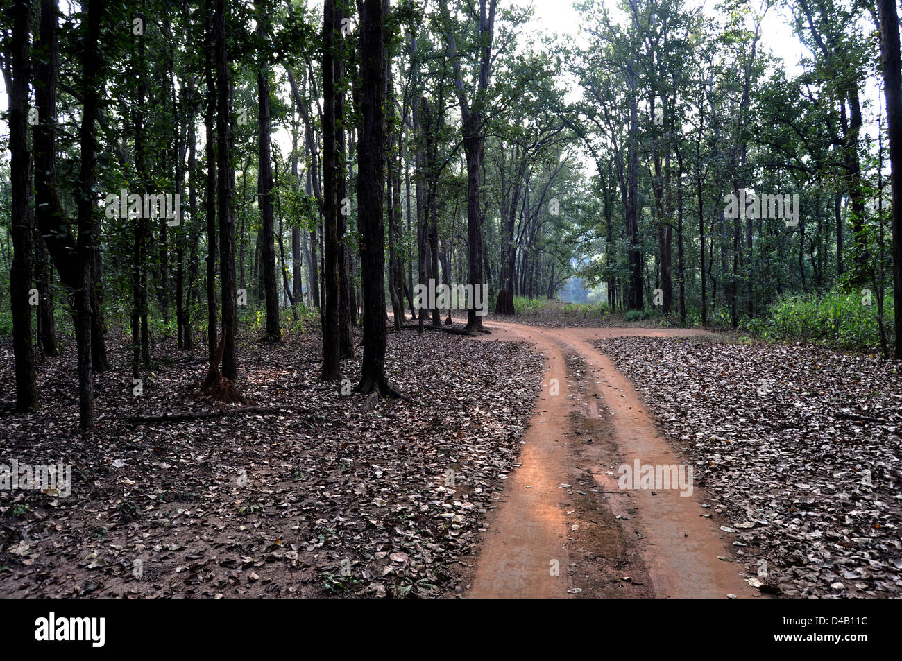 Dschungel in Kanha National Park Bäume auf beiden Seiten und Sand Weg in der Mitte in den meisten Teil des Dschungels Stockfoto