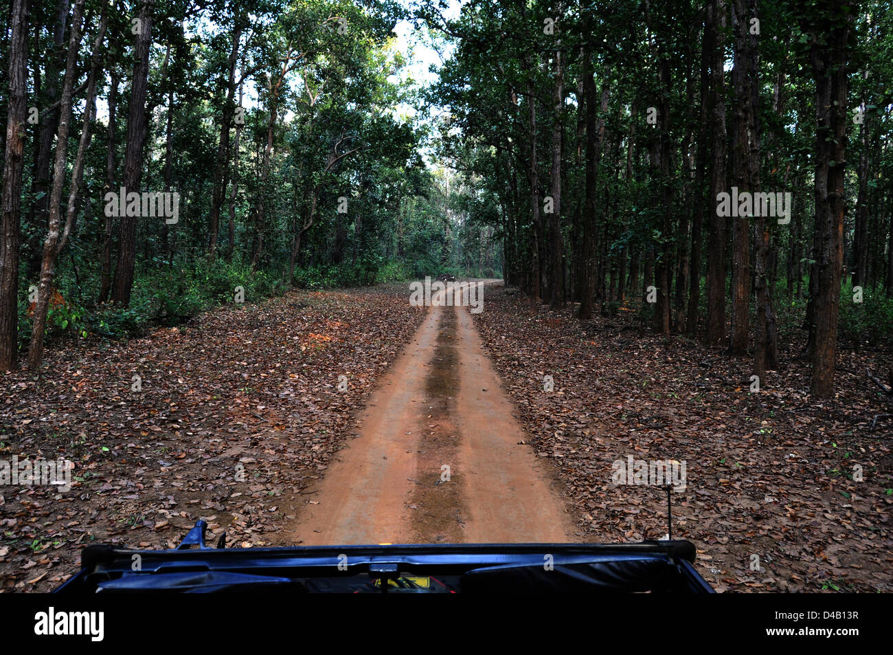 Dschungel in Kanha National Park Bäume auf beiden Seiten und Sand Weg in der Mitte in den meisten Teil des Waldes. Stockfoto