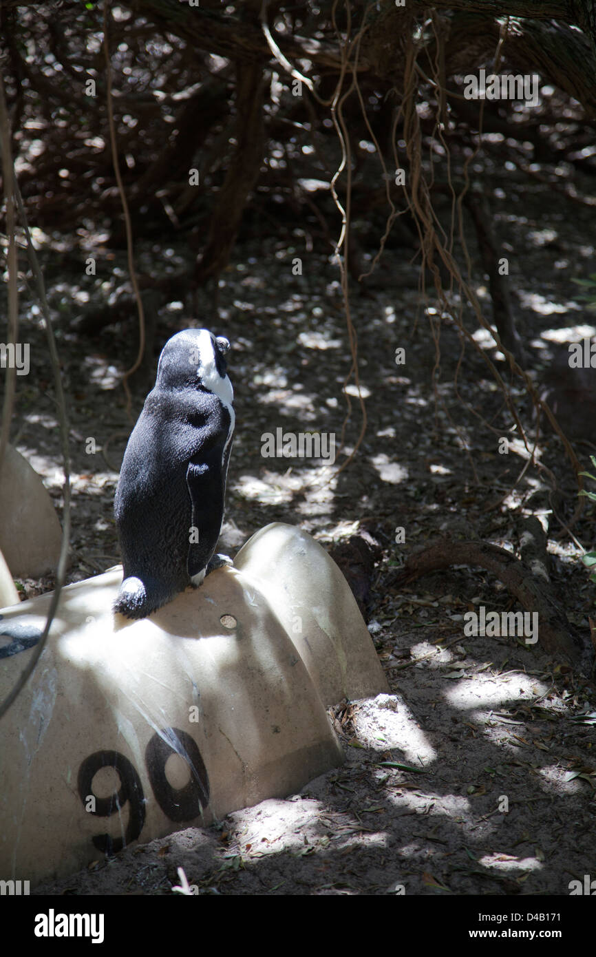 Afrikanische Pinguin sitzt auf geschützten Lebensraum am Boulders Beach Stockfoto