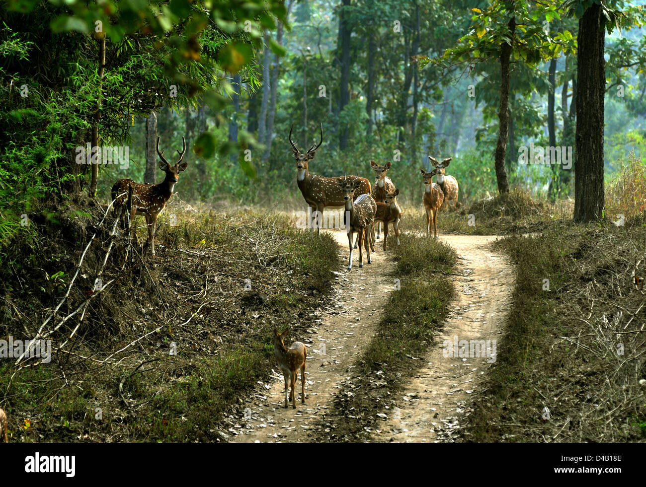 Hirsche gesichtet oder chital, Achse im Kanha Nationalpark Sand Weg in der Mitte in den meisten Teil des Dschungels in Madhya Pradesh Stat Stockfoto