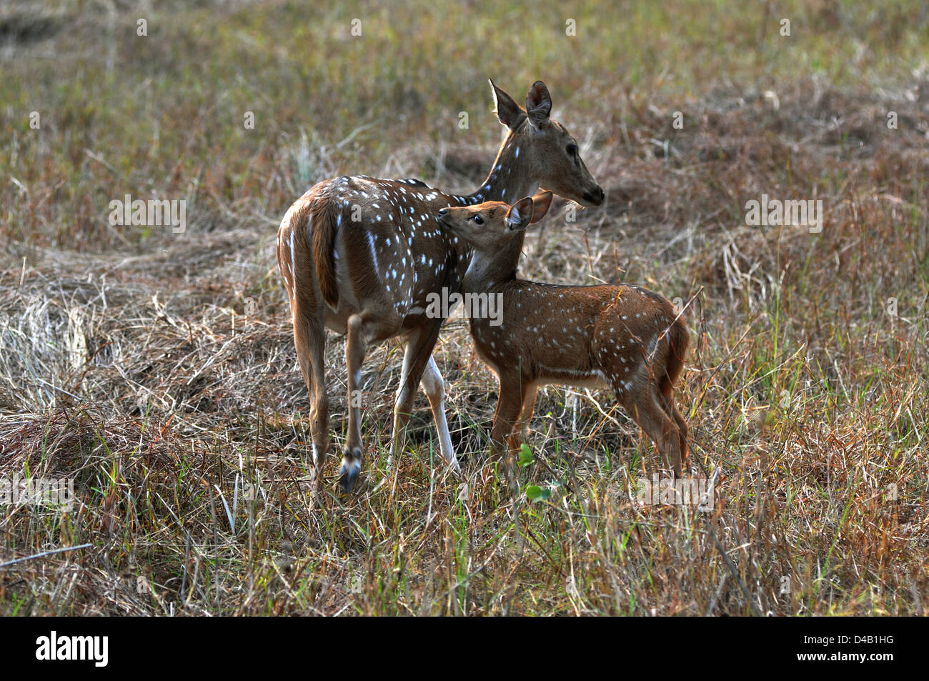 Gefleckte Rehe oder chital, Achse und Kitz im Kanha National Park, Madhya Pradesh, Indien. Stockfoto