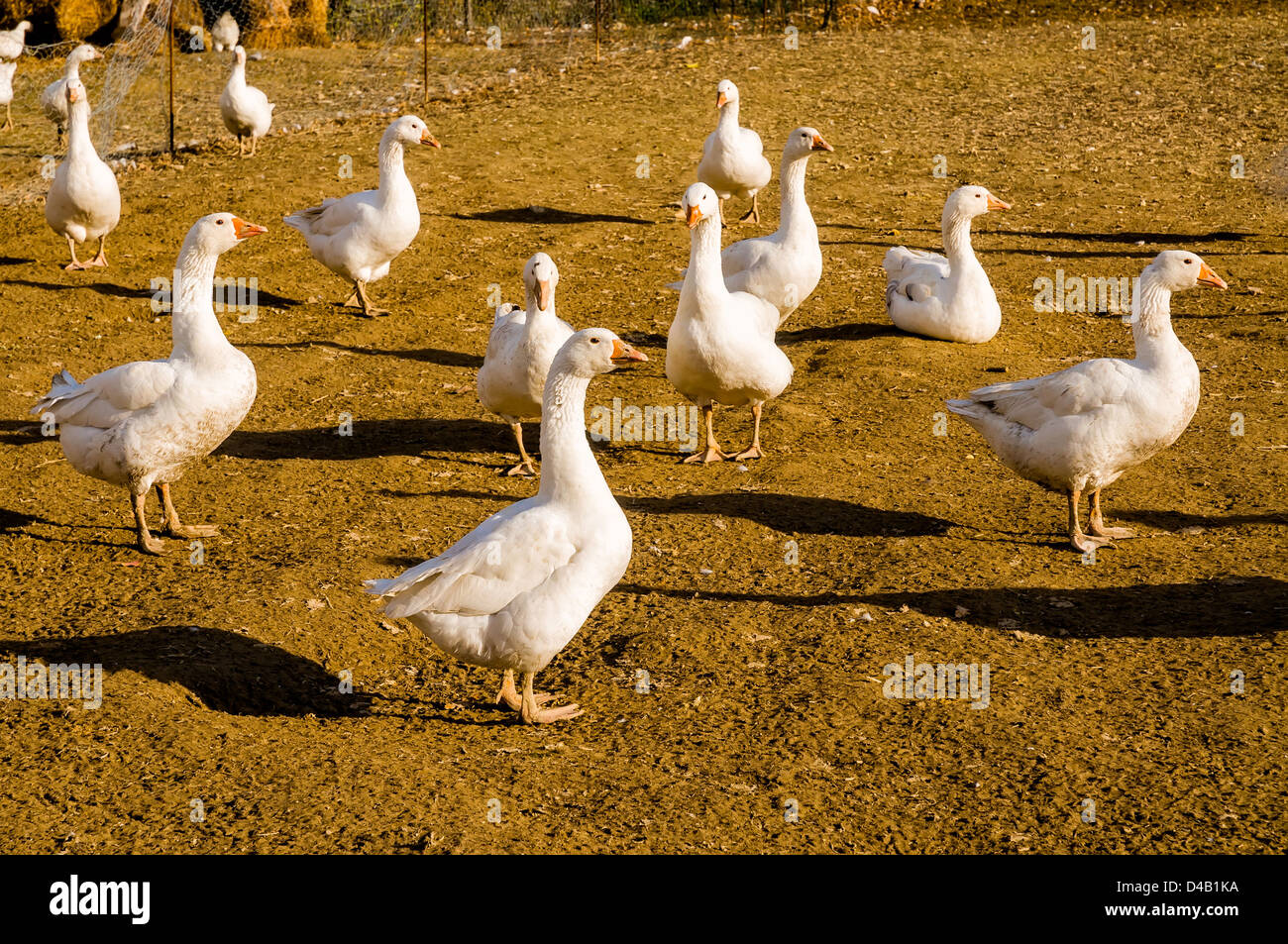 Eine Gruppe von lustigen italienischen Gänse in den Hof Stockfoto