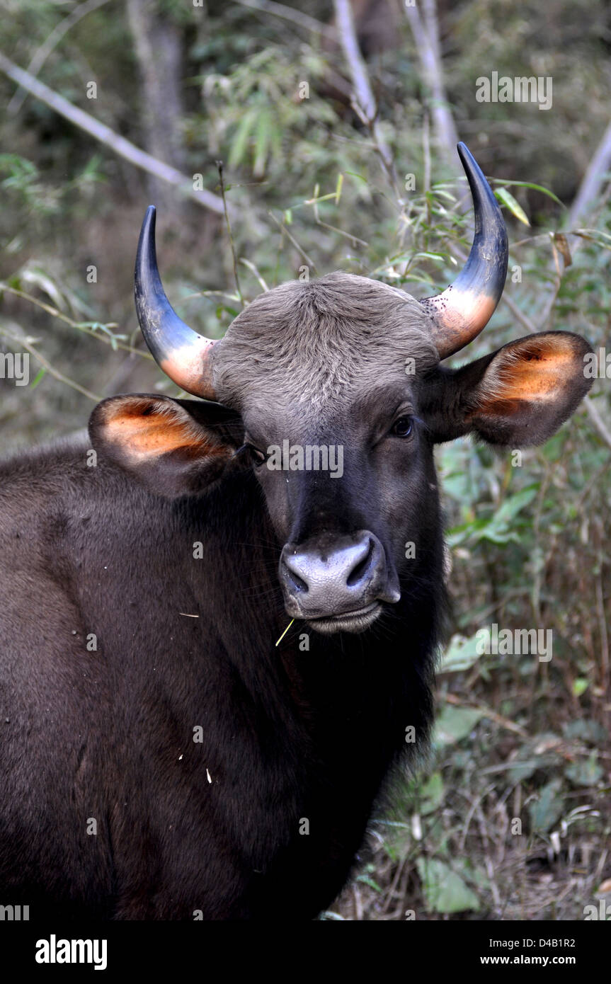 Gaur (Bos Gaurus) Kuh im Kanha Nationalpark, Madhya Pradesh, Indien. Stockfoto