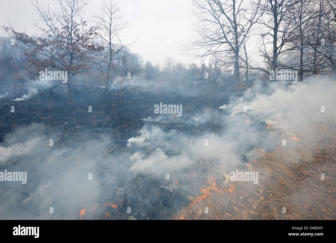 Katastrophe im Eichenwald, Feuer im Wald Stockfoto
