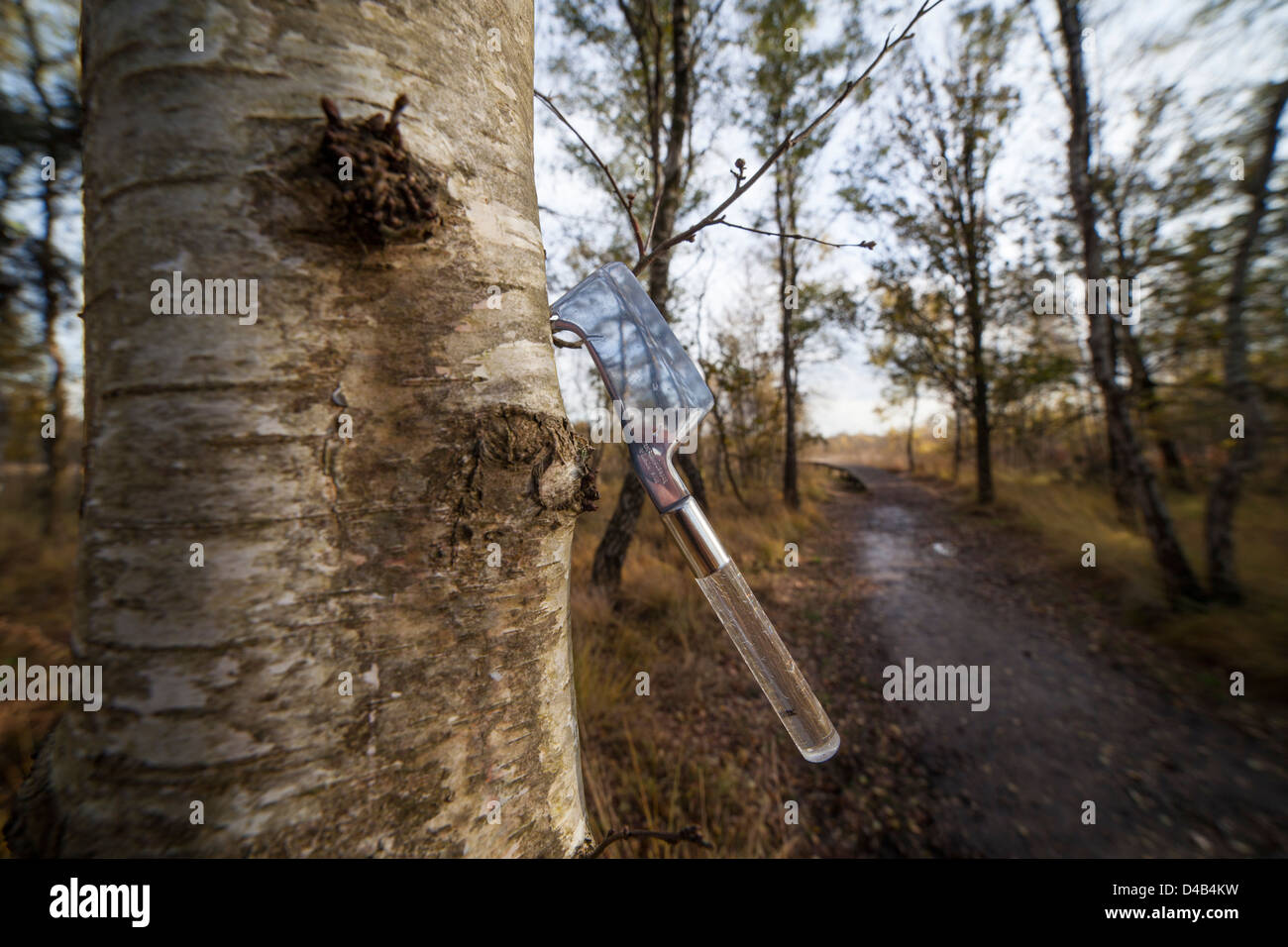Messer in einem Baum im Wald zurückgelassen Stockfoto