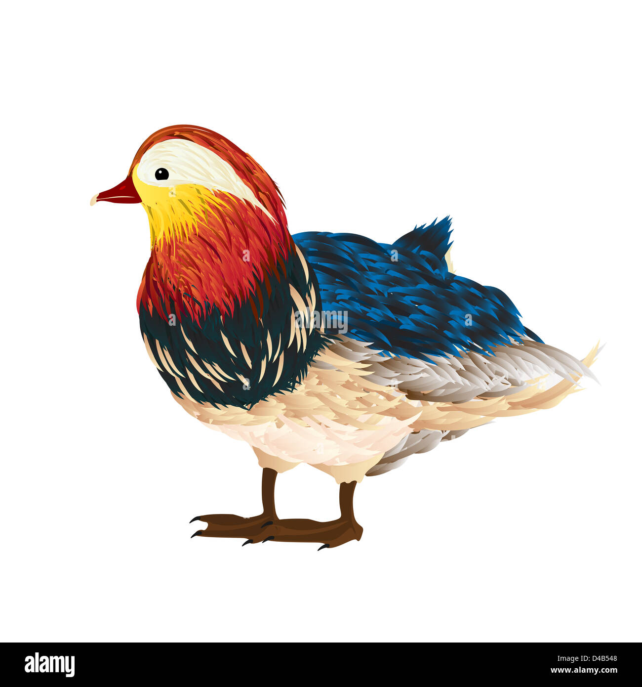 Kleine Mandarin Ente Zeichnung auf weißem Hintergrund Stockfoto Kleine Mandarin Ente Zeichnung auf weißem Hintergrund Stockfoto