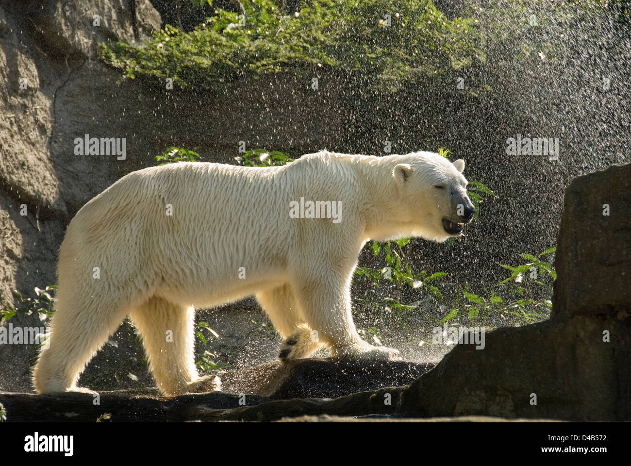 Eisbär, eine kalte Dusche, Zoo Schönbrunn, Wien, Österreich Stockfoto