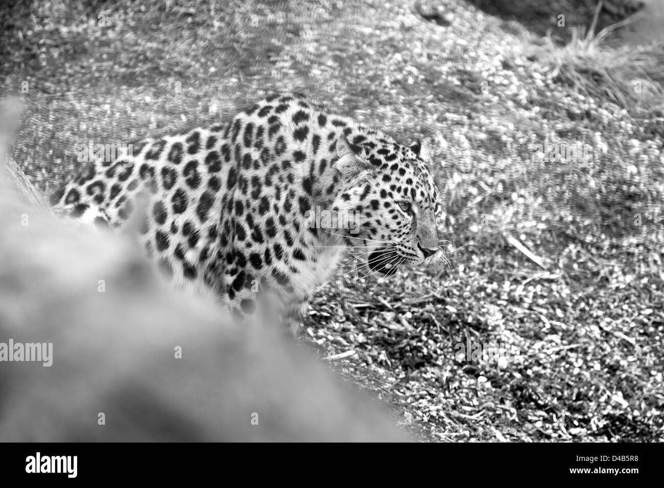 Amur-Leopard in schwarz / weiß Stockfoto