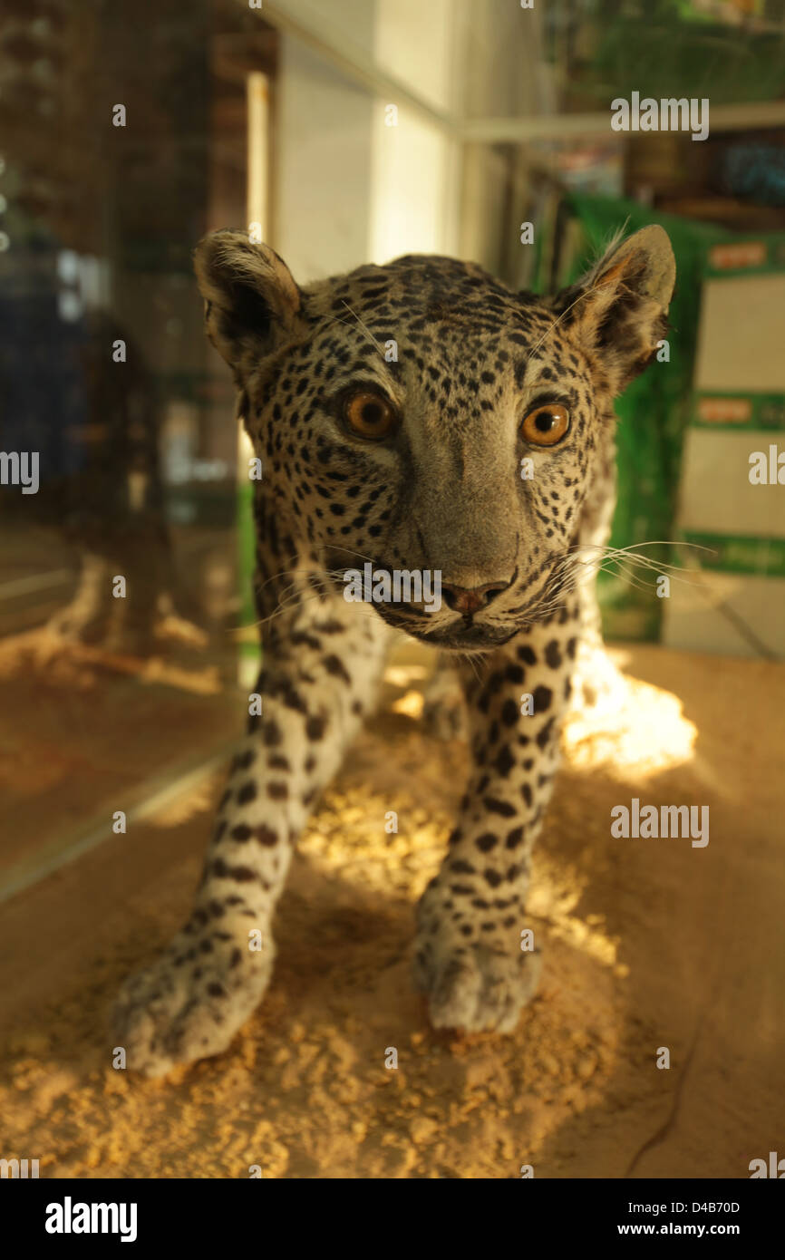 Arabischen Leopard (Panthera Pardus Nimr) montiert Stockfoto