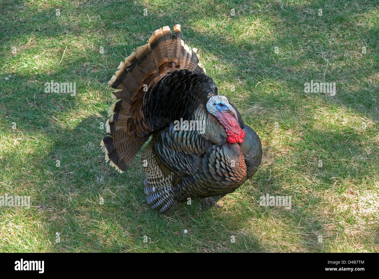 Wilder Truthahn, Meleagris Gallopavo, Männlich Stockfoto
