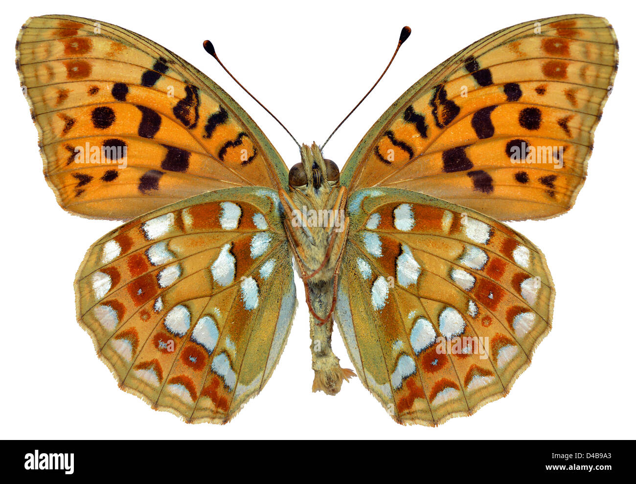 Hohe braune Fritillary Butterfly (Fabriciana Adippe) gesehen von unten isoliert auf weißem Hintergrund Stockfoto