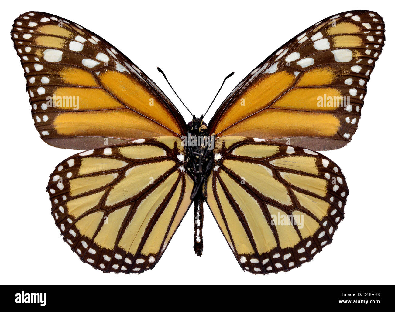 Orange (Danaus Plexippus) Monarchfalter von unten gesehen und isoliert auf weißem Hintergrund Stockfoto