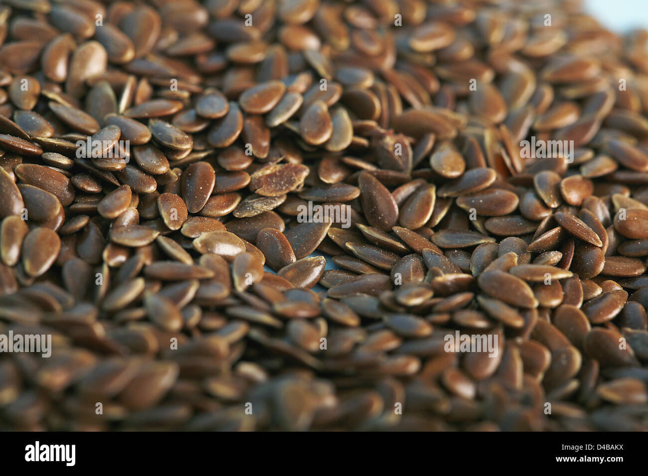 Leinsamen Samen erbringen Öl als Nahrungsergänzungsmittel verwendet, weil sie besonders hohe Omega-3-Fettsäuren enthält Stockfoto