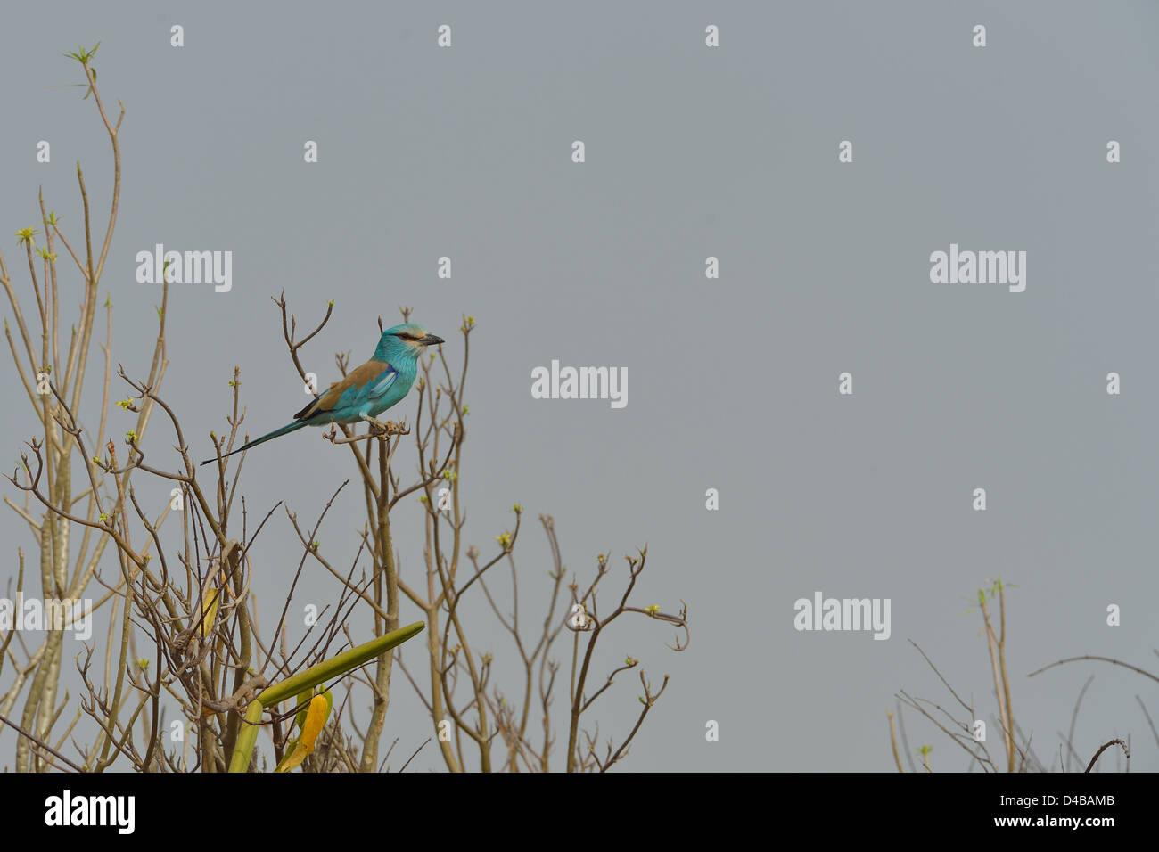 Abessinier Roller (Coracias Abyssinicus) thront in einem Busch Senegal Stockfoto