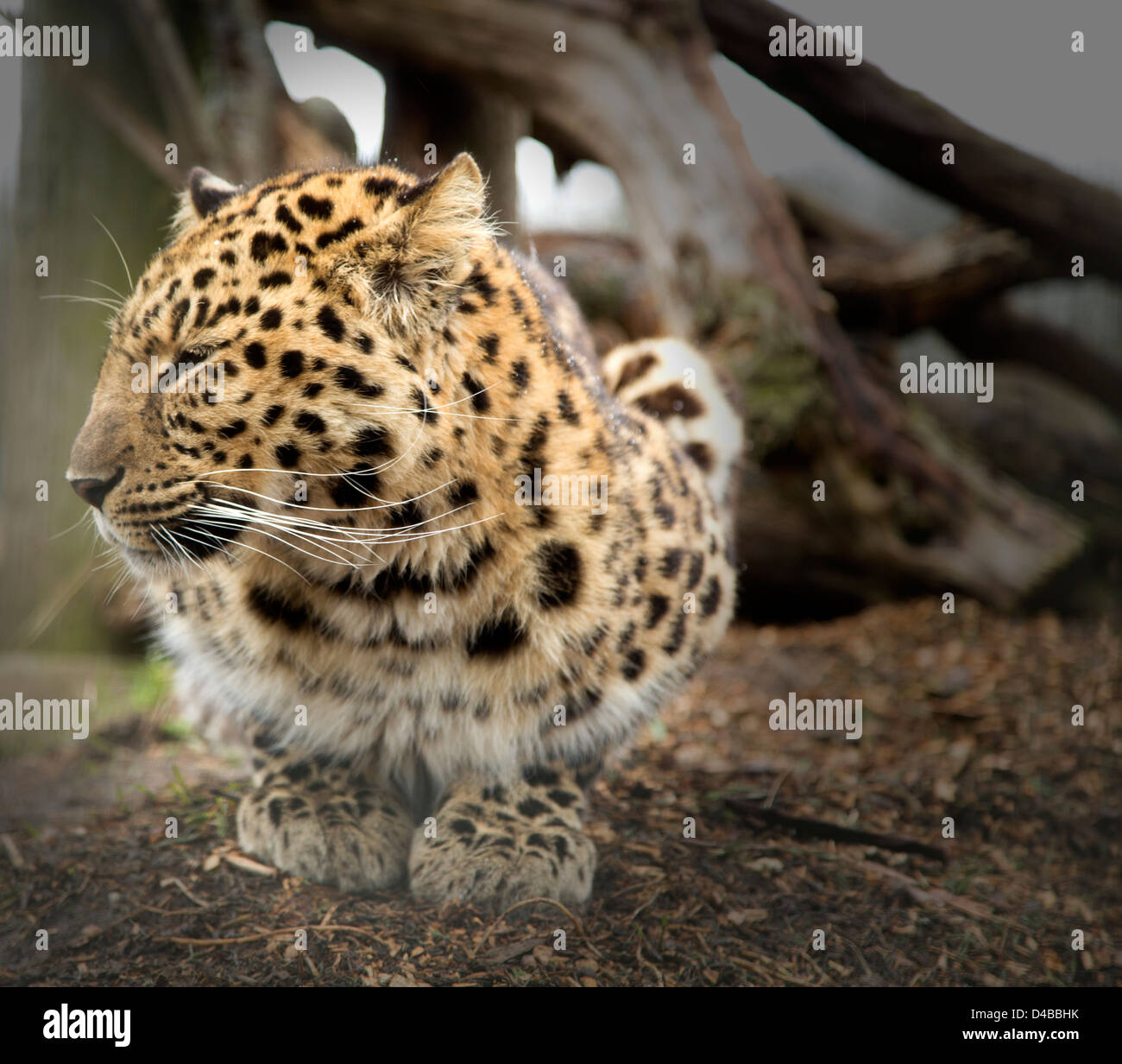 Amur-Leopard auf seine Hüften und Blick auf die Seite Stockfoto