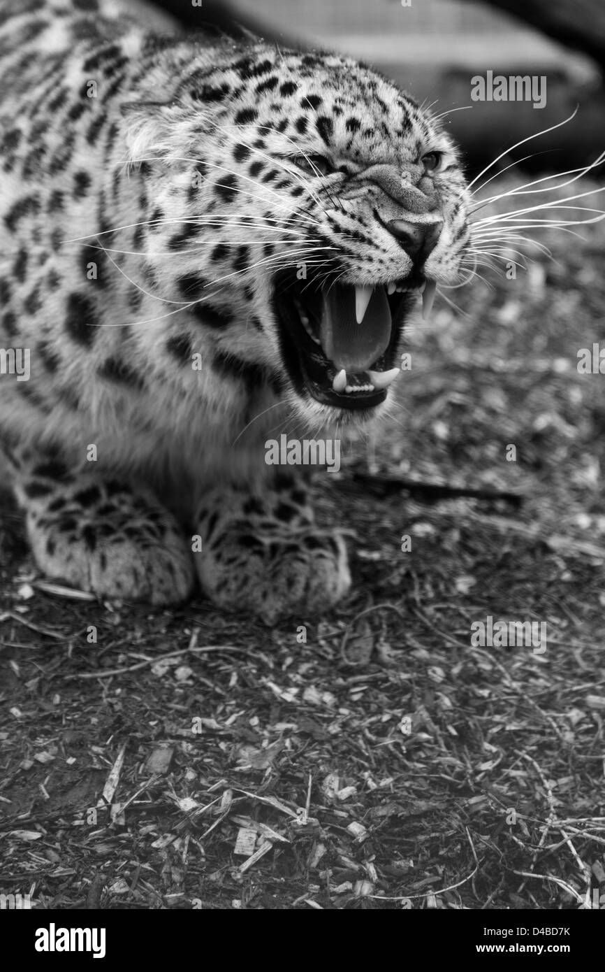 Amur-Leopard auf seine Hüften bis Knurren in schwarz / weiß Stockfoto