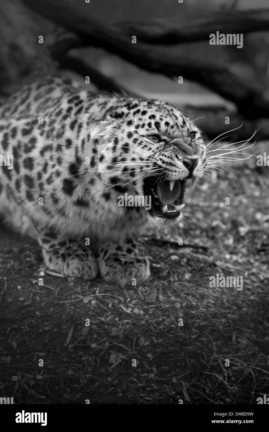 Leoparden Knurren oder Knurren in schwarz / weiß Stockfoto