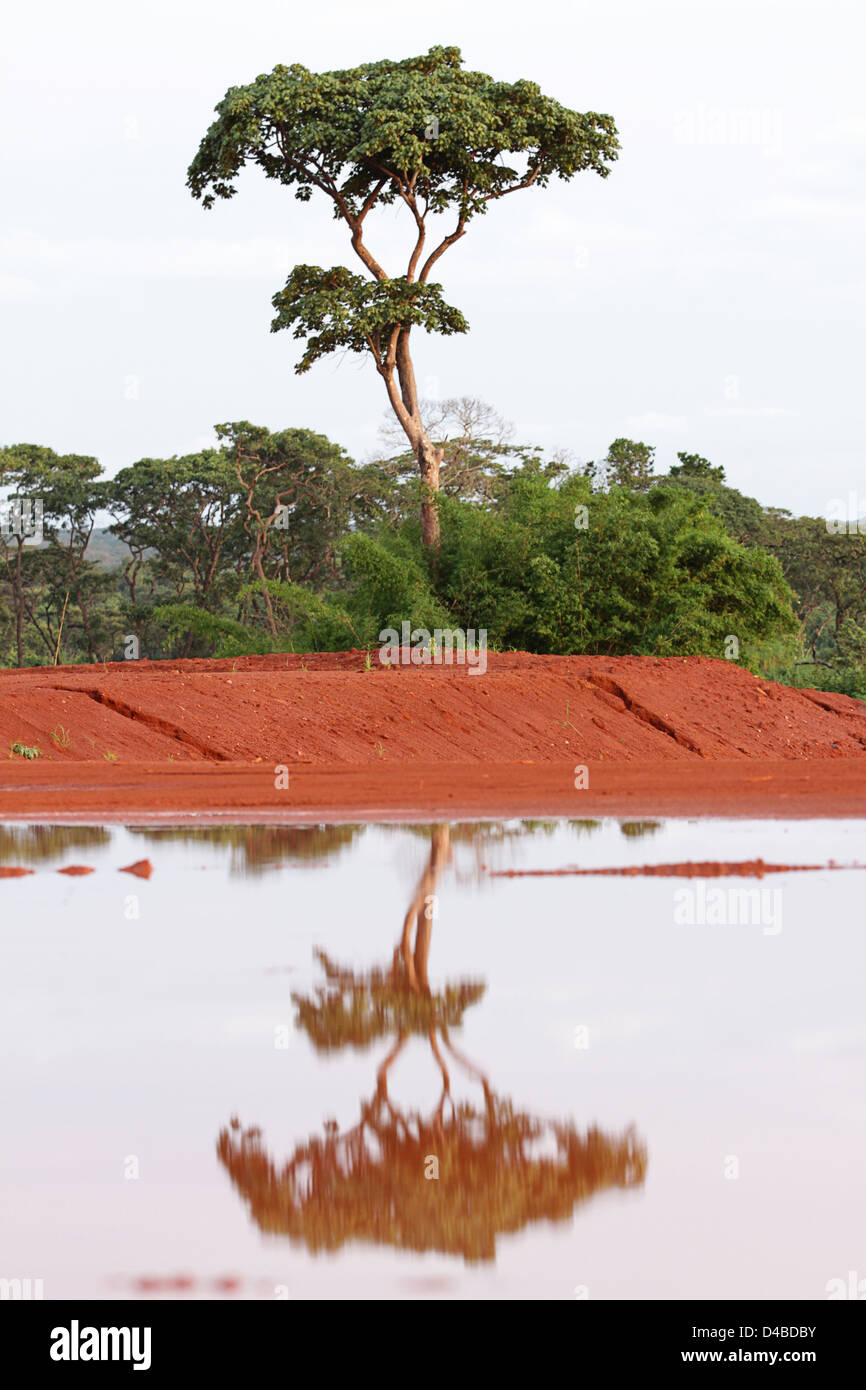 Afrikanischen Baum spiegelt sich in den reichen roten sambischen Boden Stockfoto