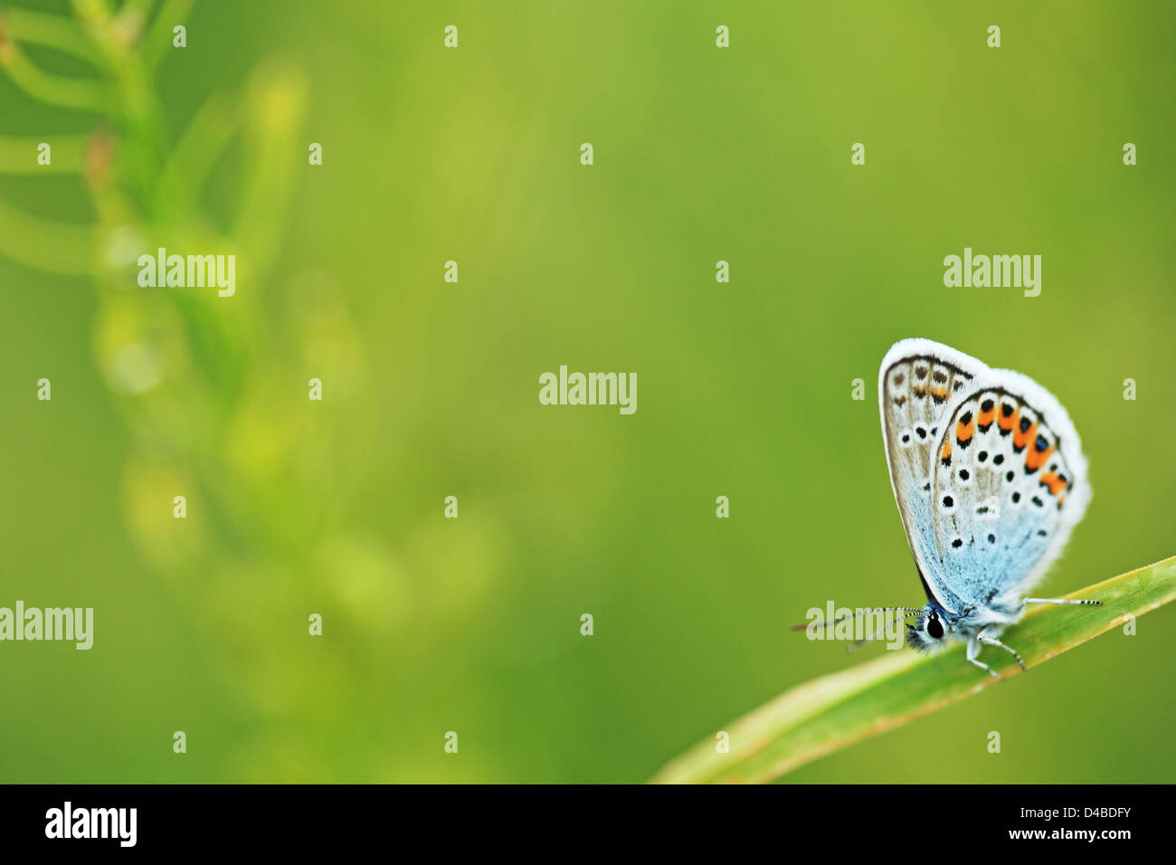 Adonis Blue Butterfly (Lysandra Bellargus), Deutschland, Thüringen Stockfoto