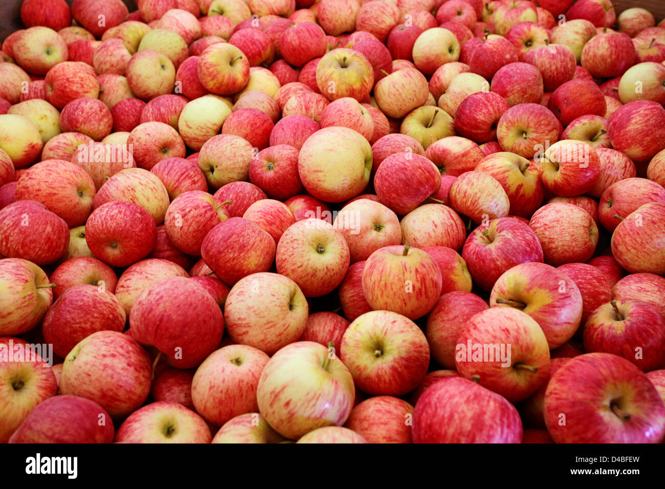 Ein riesiger Haufen von köstlichen südafrikanischen Pink Lady Äpfel Stockfoto