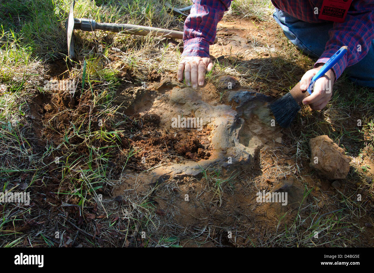 Ein Nodosaurier-Fußabdruck, der im Goddard Space Flight Center der NASA in Maryland entdeckt wurde, liefert Beweise für das Verhalten und die Umgebung von Dinosauriern in der Kreidezeit und unterstützt die laufende paläontologische Forschung und Analyse. Stockfoto