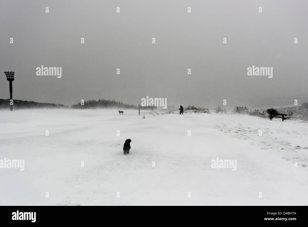 Eine Frau, ihre Hunde bei Blizzard Schneeverhältnissen. Osthügel. Hastings Altstadt. East Sussex. UK Stockfoto