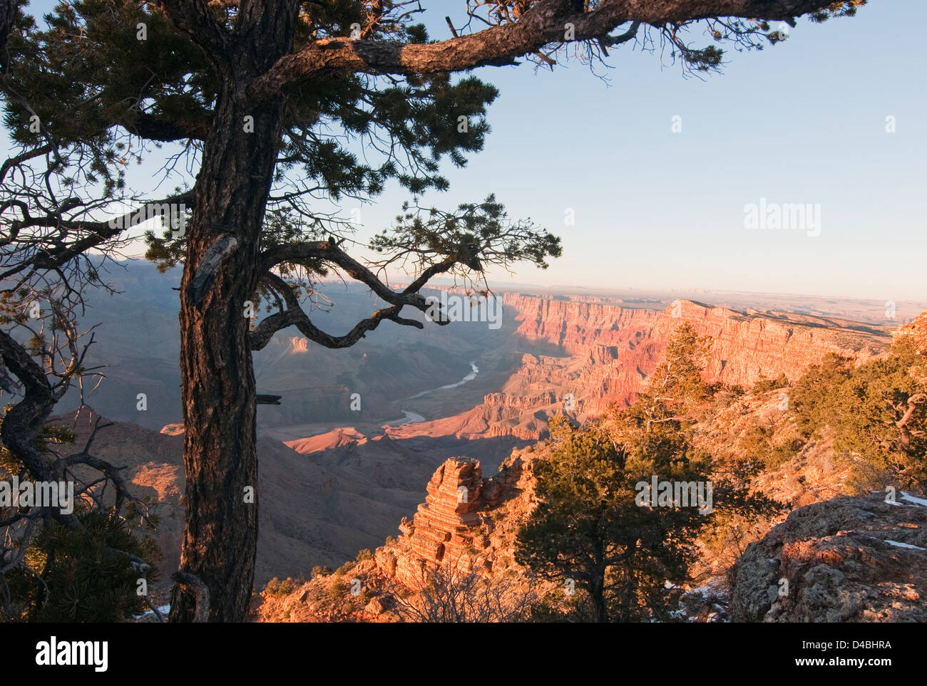 Lone Pine Tree am South Rim, Grand Canyon Stockfoto