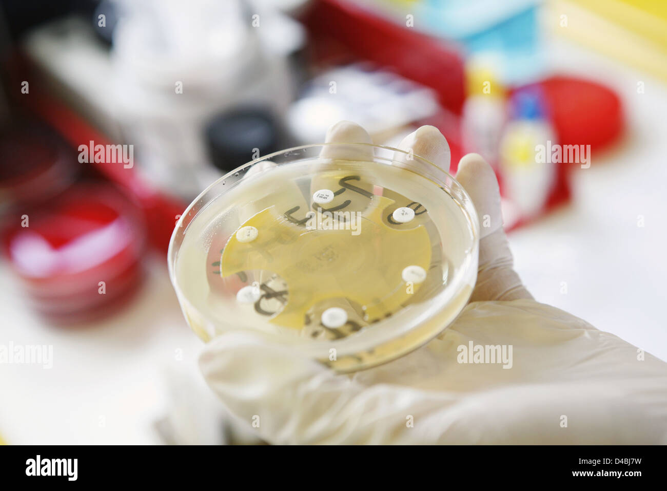 Behandschuhte Hand, die Petrischale mit Bakterienkulturen Stockfoto