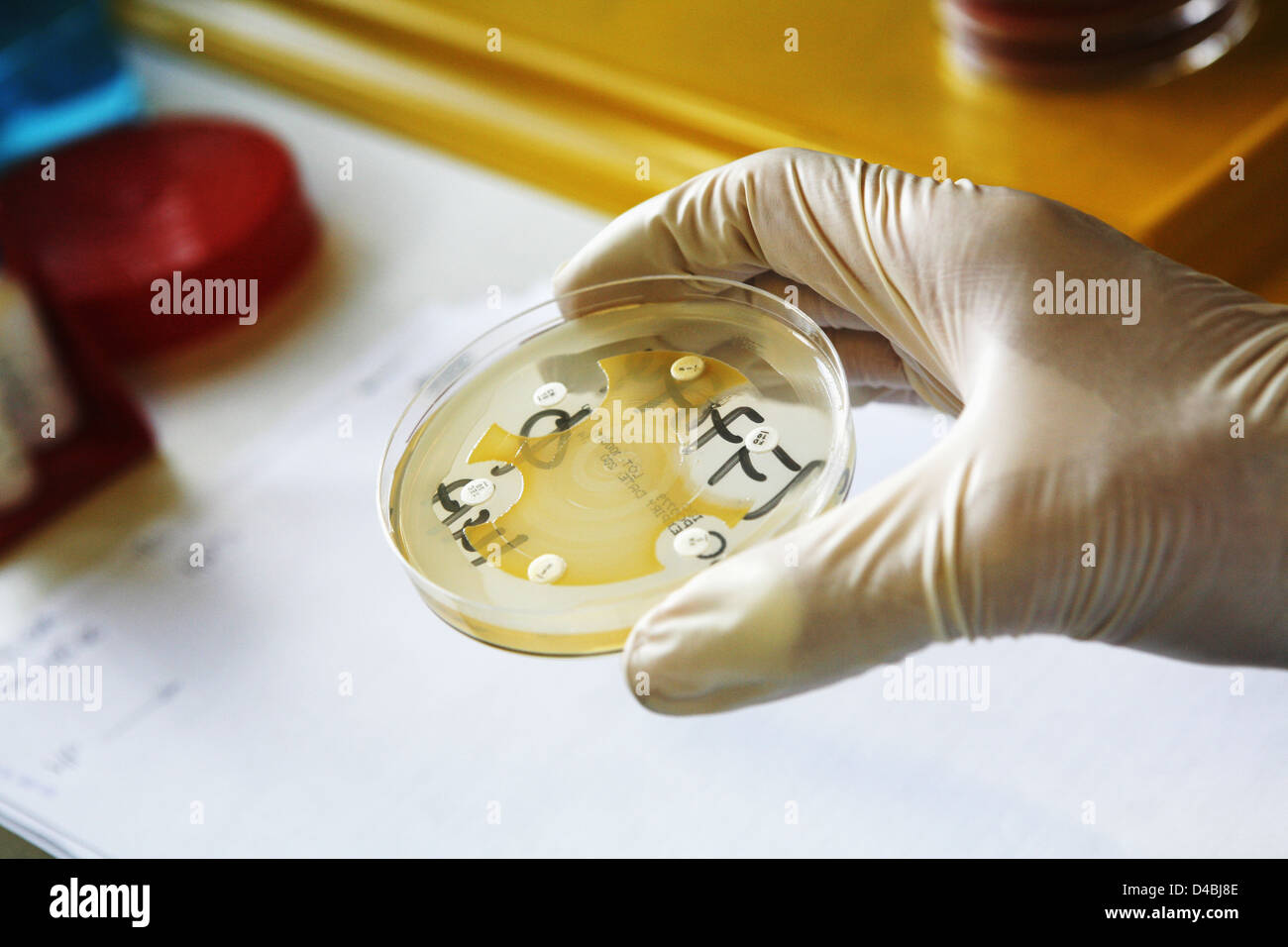 Behandschuhte Hand, die Petrischale mit Bakterienkulturen Stockfoto