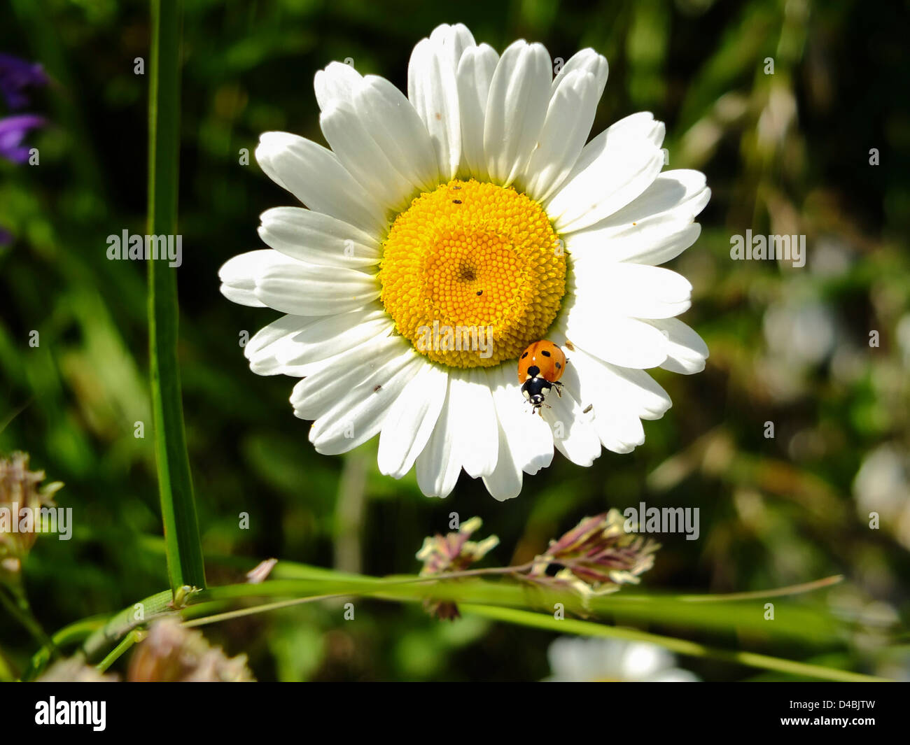 Daisy mit Marienkäfer / Ladybug Stockfoto