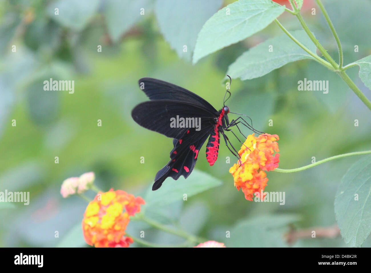 Schwarzer Schmetterling rot Körper auf Blume Stockfoto