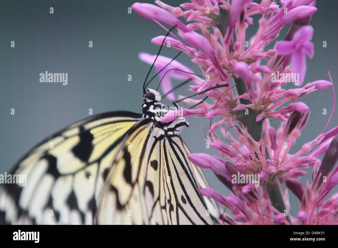 Nahaufnahme der gelben und schwarzen Schmetterling auf Blume Stockfoto