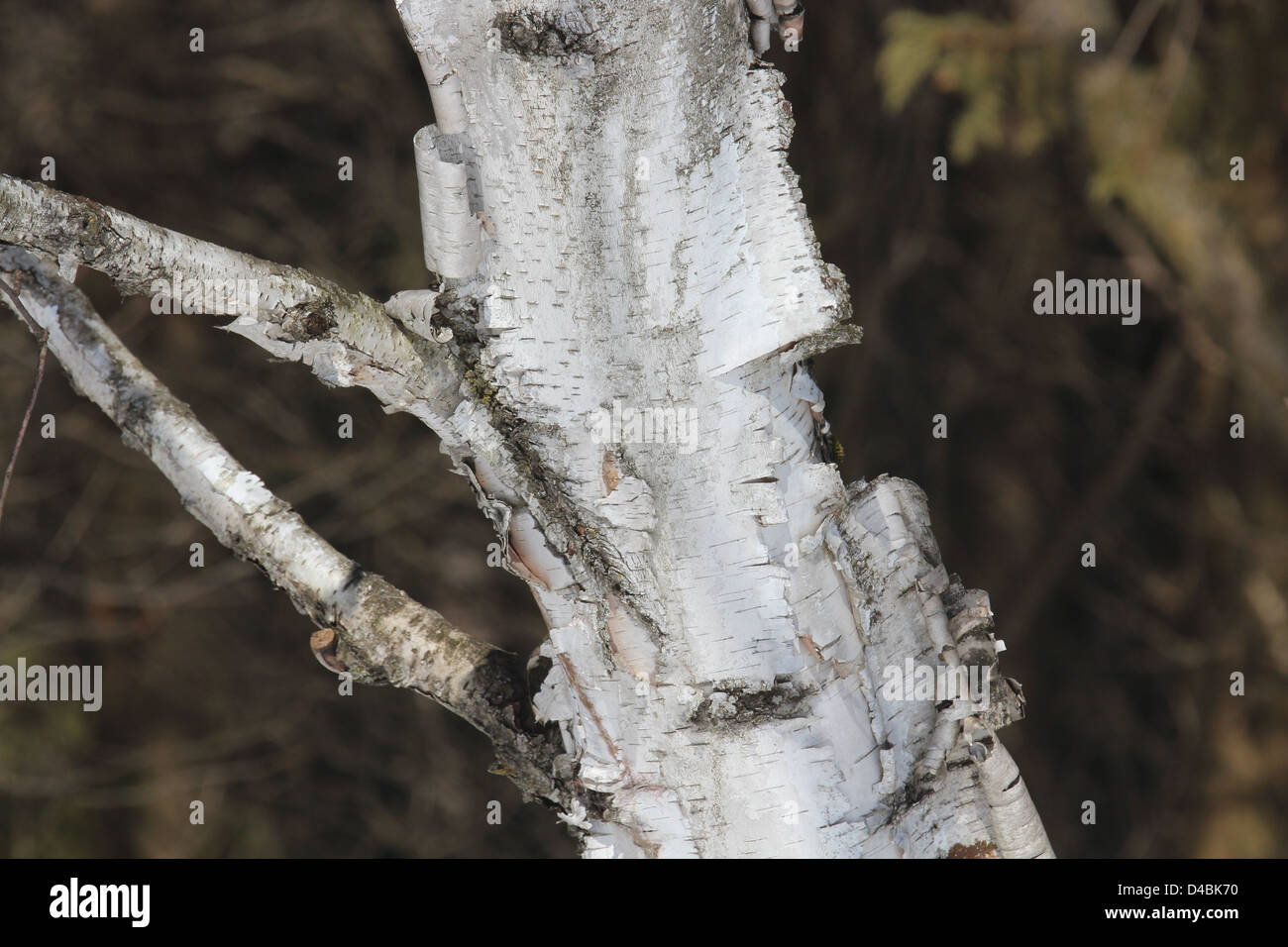 Birkenrinde peeling auf Birke Baumstamm Stockfoto