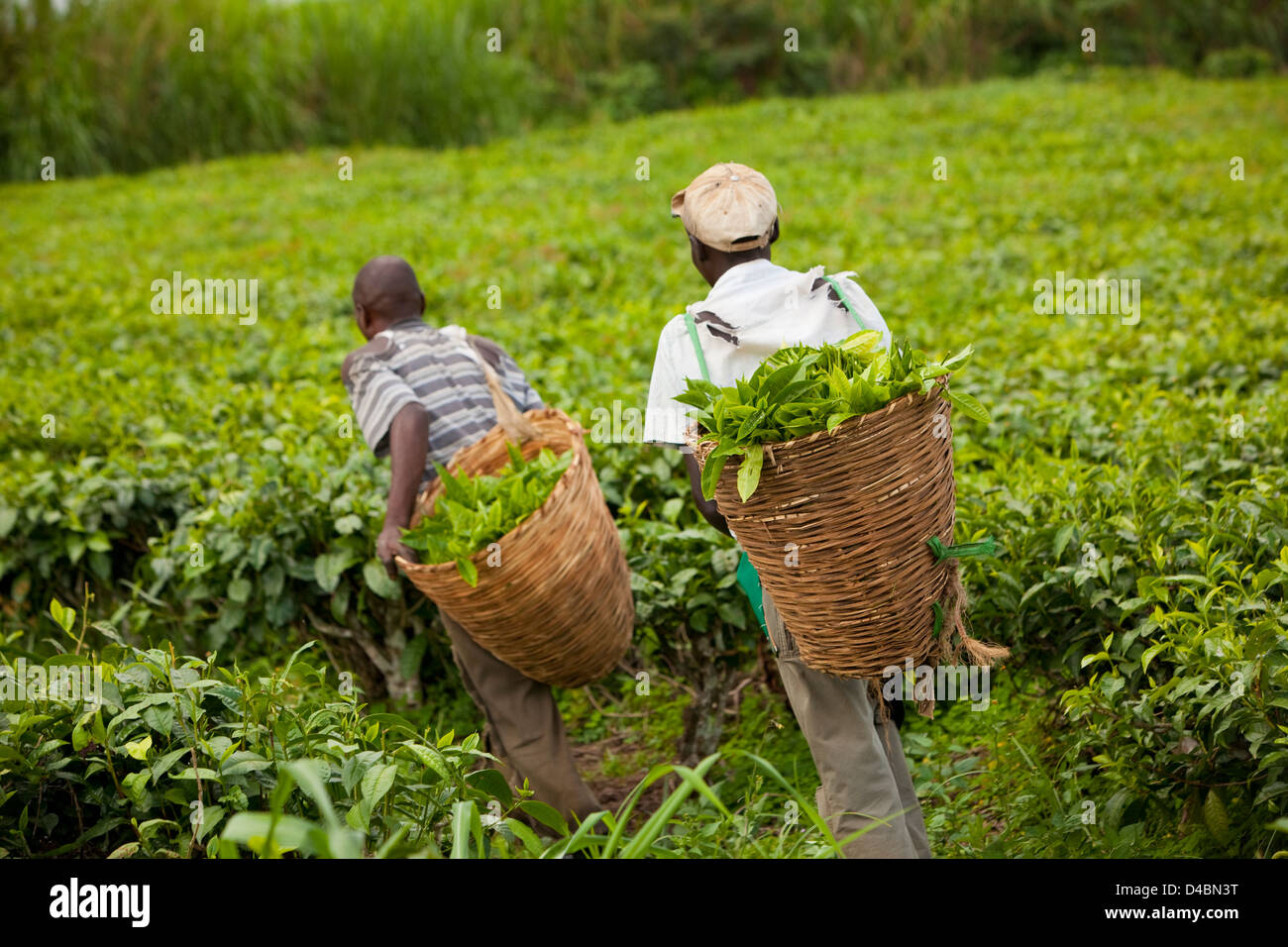 Arbeitnehmer kehrt aus dem Feld mit einem Korb mit frisch gepflückten Tee in Fort Portal, Uganda, Ostafrika. Stockfoto