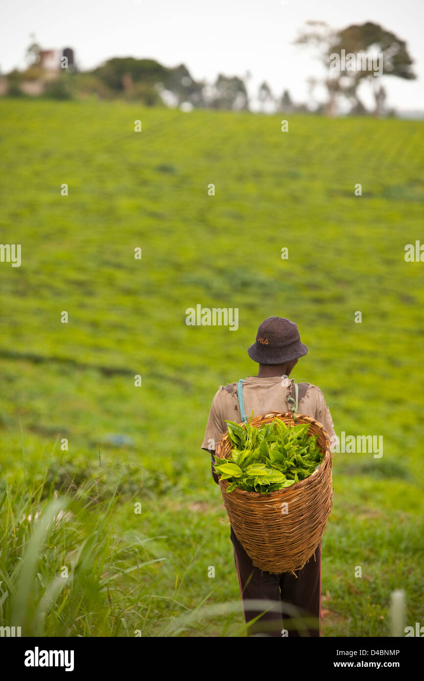 Ein Arbeiter kehrt aus dem Feld mit einem Korb mit frisch gepflückten Tee in Fort Portal, Uganda, Ostafrika. Stockfoto