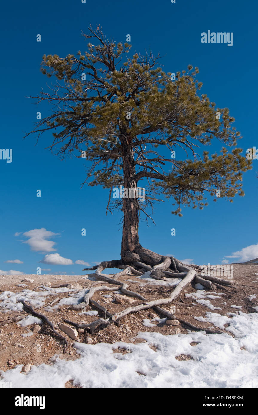 Baum im Bryce Canyon mit Root-System, Utah, USA Stockfoto