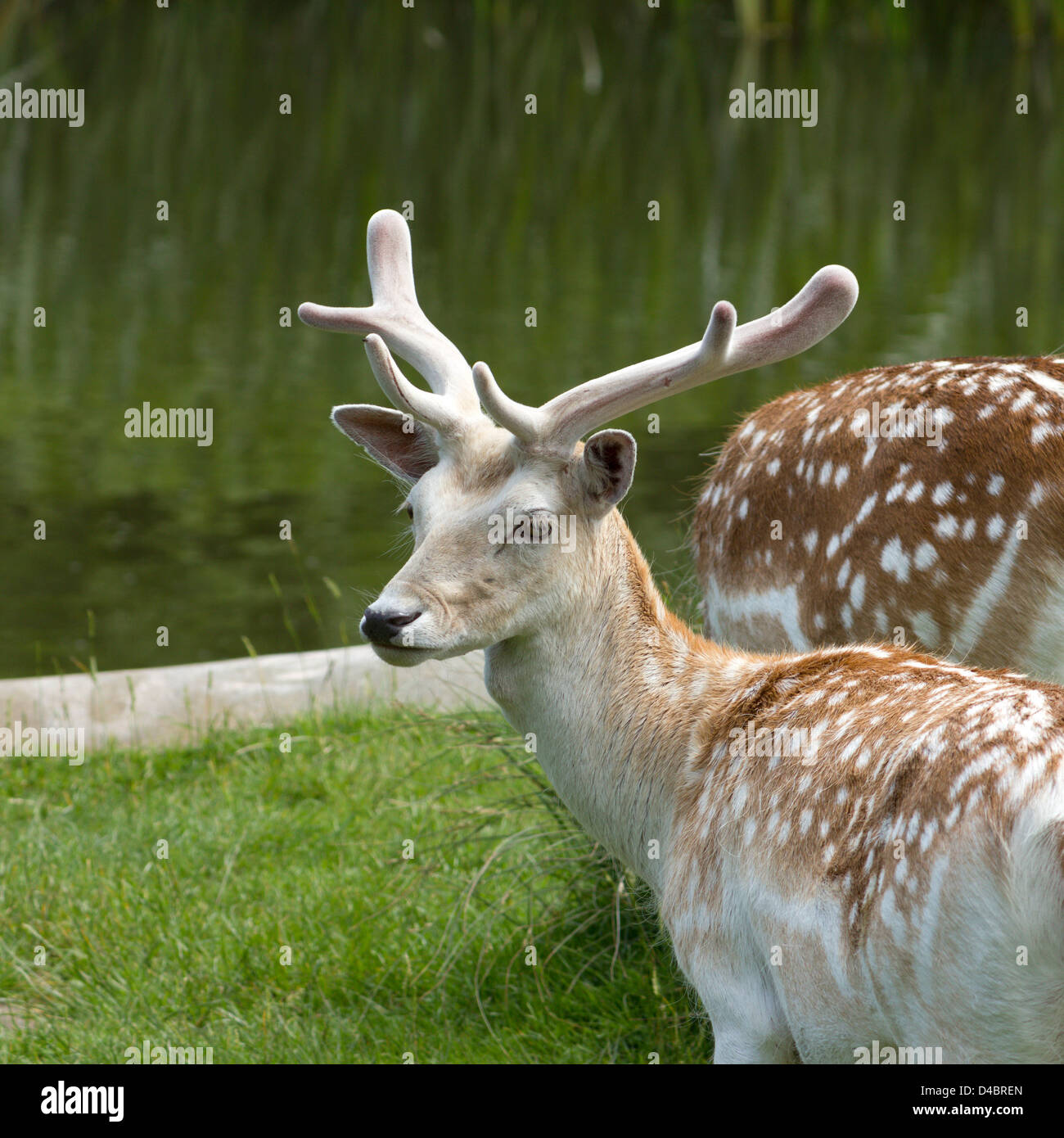 Junges Damwild (Dama Dama) Buck mit Samtbezogenen Geweih von See, Charnwood Forest, Leicestershire, England, Großbritannien Stockfoto