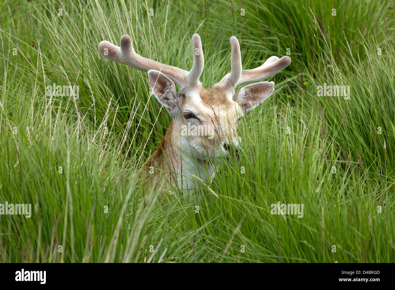 Junges Damwild (Dama Dama) Buck mit samt Geweih versteckt im hohen Gras bedeckt, Charnwood Forest, Leicestershire, England, Großbritannien Stockfoto