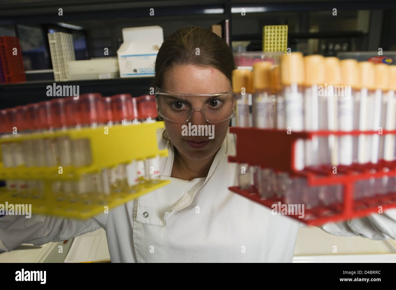 Schalen von Proben sorgfältig durch Lab verschoben wird Stockfoto