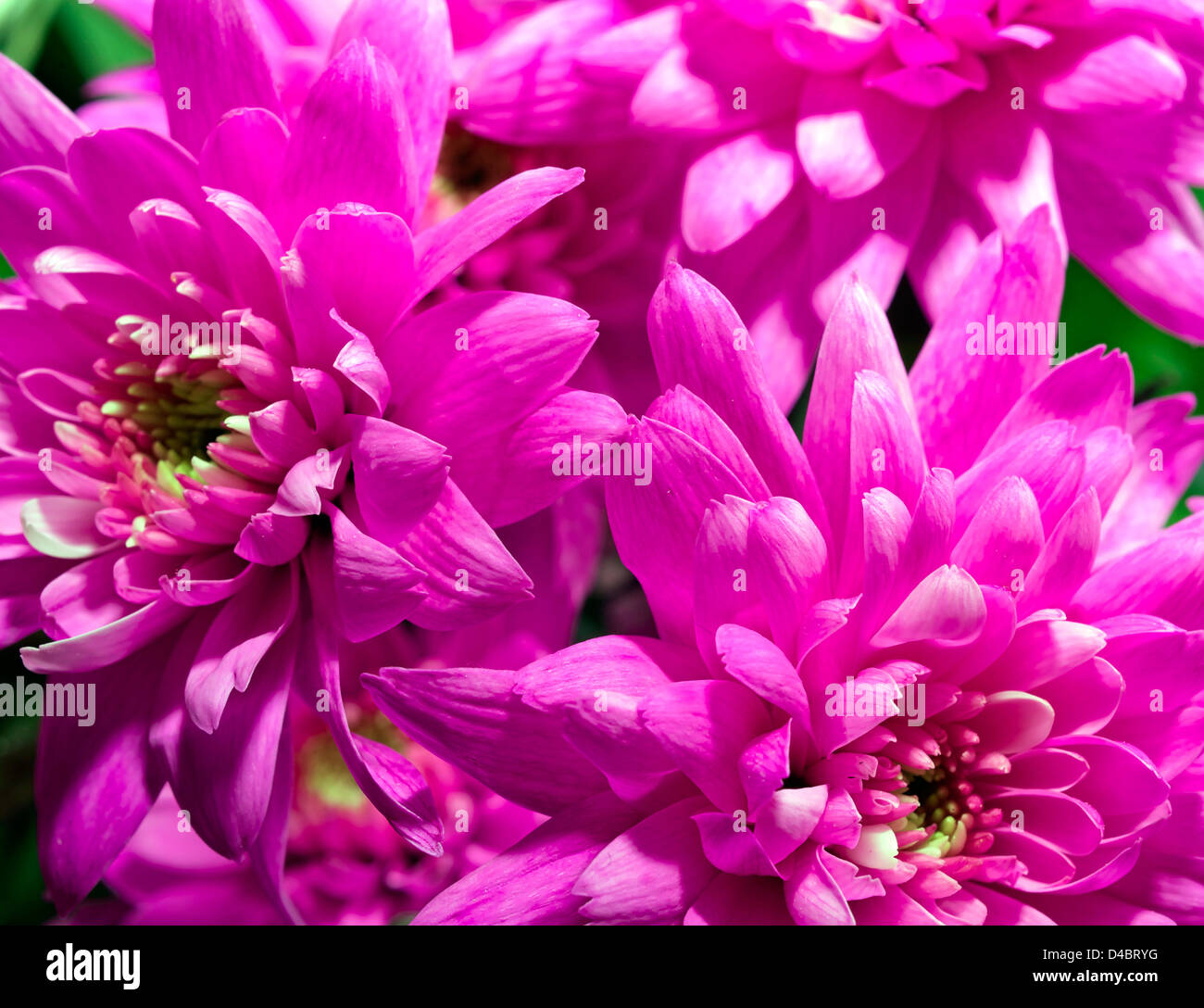 Schöne rosa Dahlie Blüte Makro Stockfoto