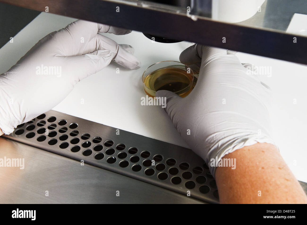 Während der Operation sind Eiern aus einer Patientin gesammelt und an ein Labor durchlaufen. Stockfoto