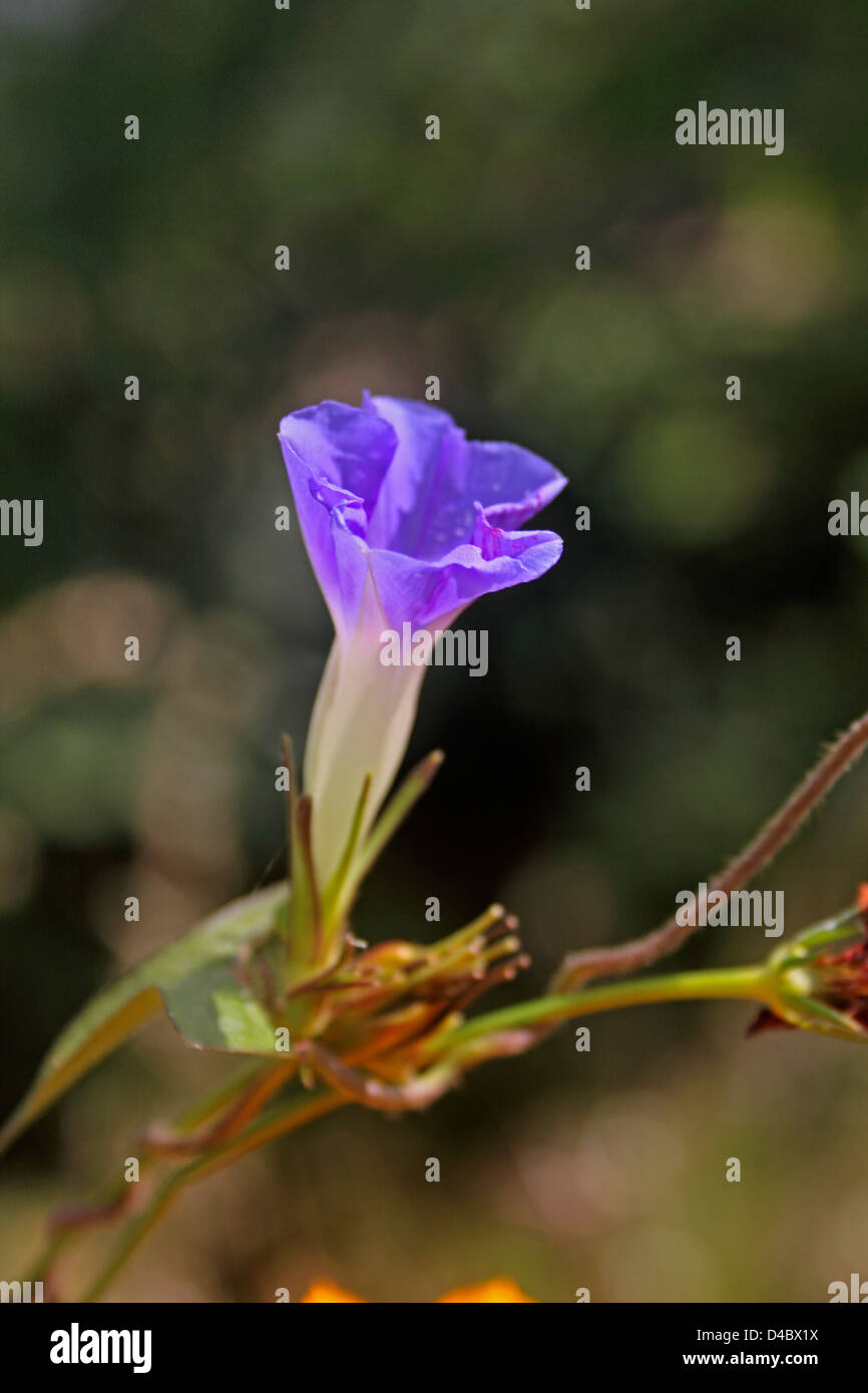 Ipomoea nil, Blue Morning Glory, japanische Morning Glory weiß-Rand Morning Glory Stockfoto