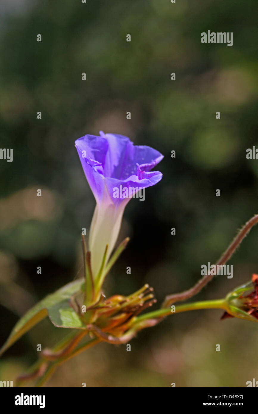 Ipomoea nil, Blue Morning Glory, japanische Morning Glory weiß-Rand Morning Glory Stockfoto