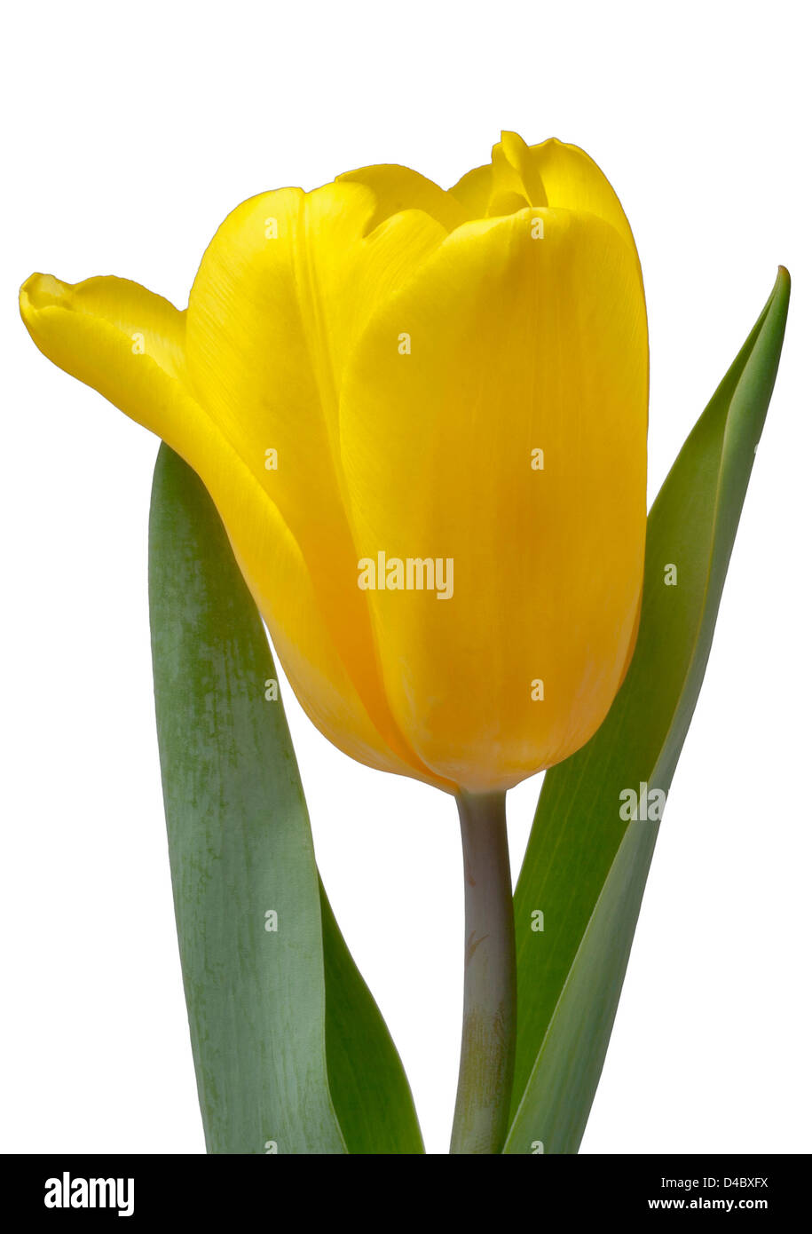 gelbe Tulpe Blüte Makro isoliert auf weißem Hintergrund Stockfoto