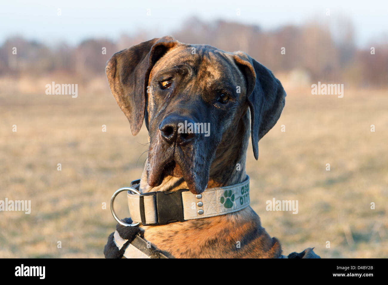 Berlin, Deutschland, Kopfportraet eine Deutsche Dogge Stockfoto