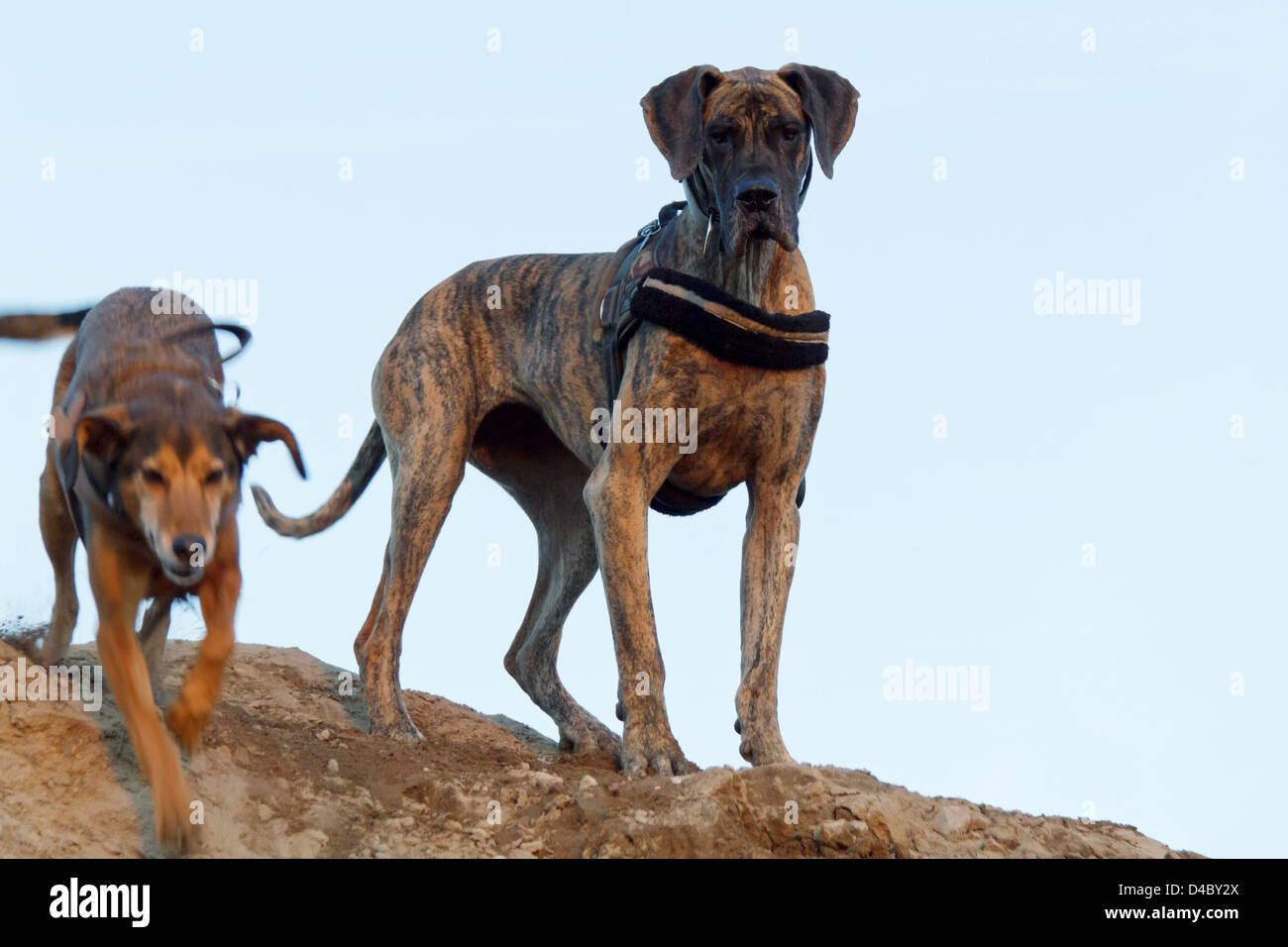 Berlin, Deutschland, Hunde spielen auf einem Sandhuegel. Stockfoto