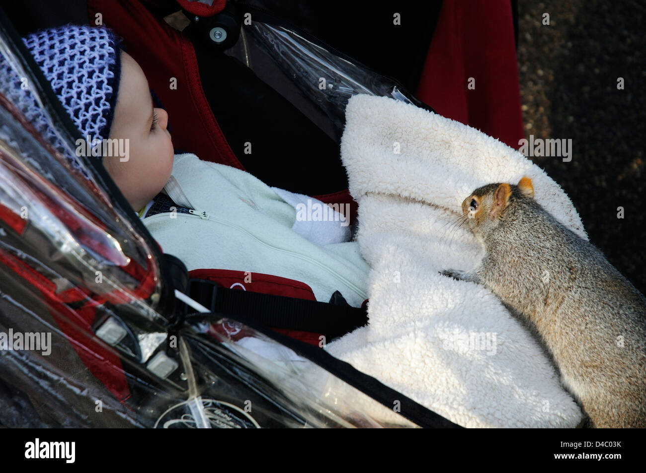 Ein Baby im Kinderwagen mit einem Eichhörnchen auf dem cover Stockfoto