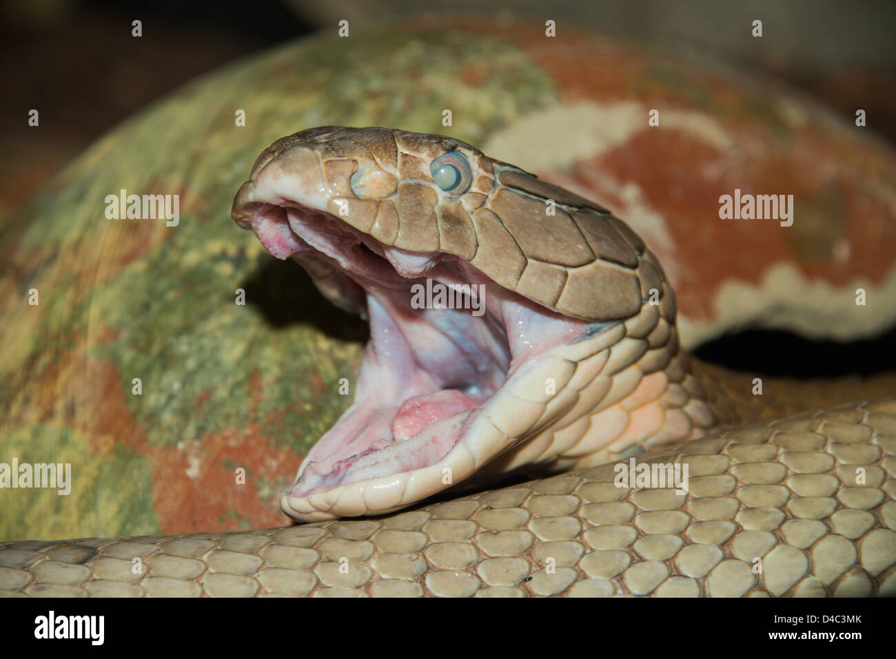 Nahaufnahme einer Königskobra Kopf. (Ophiophagus Hannah) Stockfoto