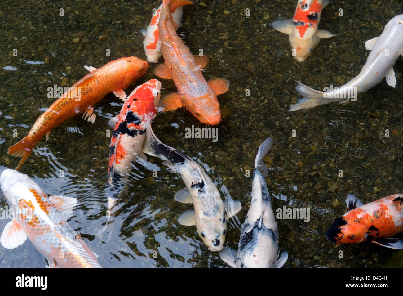 Orange, weiß und mehrfarbige Koi (Nishikigoi) Karpfenfische, die im flachen Teich in Kyoto schwimmen, schaffen eine dynamische japanische ästhetische Komposition. Stockfoto